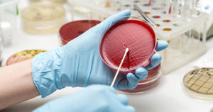 Culture & Sensitivity (Sputum)