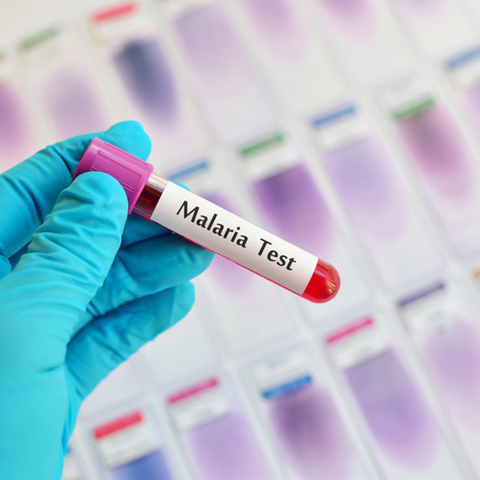 MP (Malarial Parasite)
